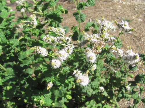 Apple mint (Mentha suaveolens)