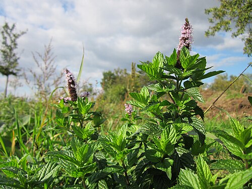 Apple mint: Rundblättrige Minze ( Mentha suaveolens ) auf einer Ruderalfläche beim Reilinger Friedhof