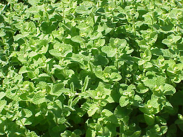 Apple mint: Species : Mentha rotundifolia Family : Labiatae Image No. 2
