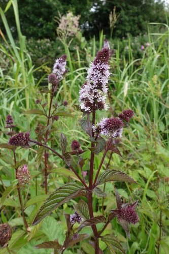 Peppermint (Mentha × piperita)