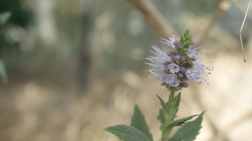 Peppermint (Mentha × piperita)