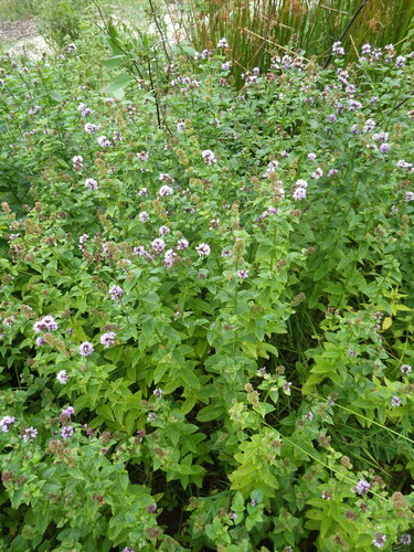 Peppermint (Mentha × piperita)
