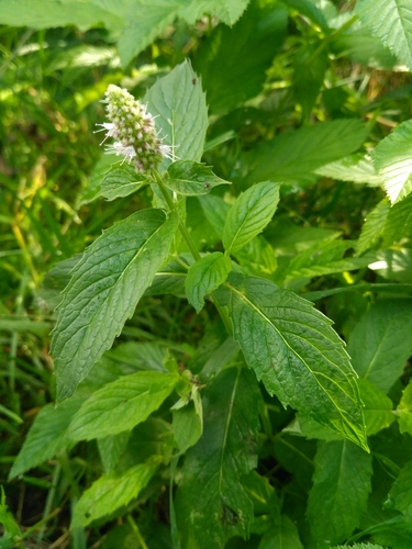 Peppermint (Mentha × piperita)