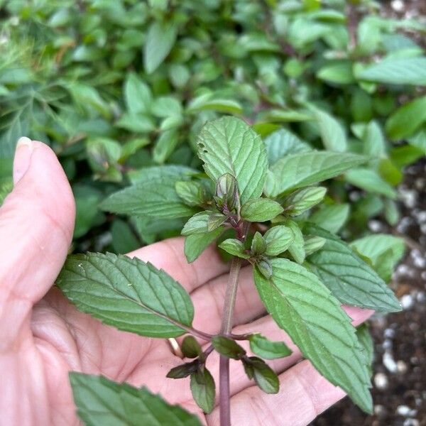 Peppermint (Mentha × piperita)