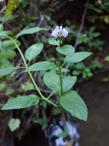 Peppermint (Mentha × piperita)