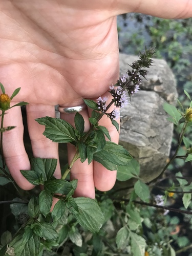Peppermint (Mentha × piperita)