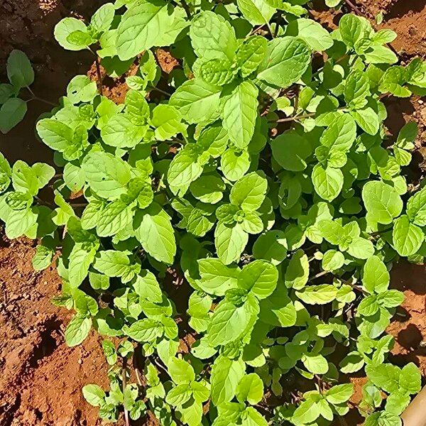 Peppermint (Mentha × piperita)