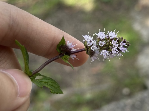 Peppermint (Mentha × piperita)