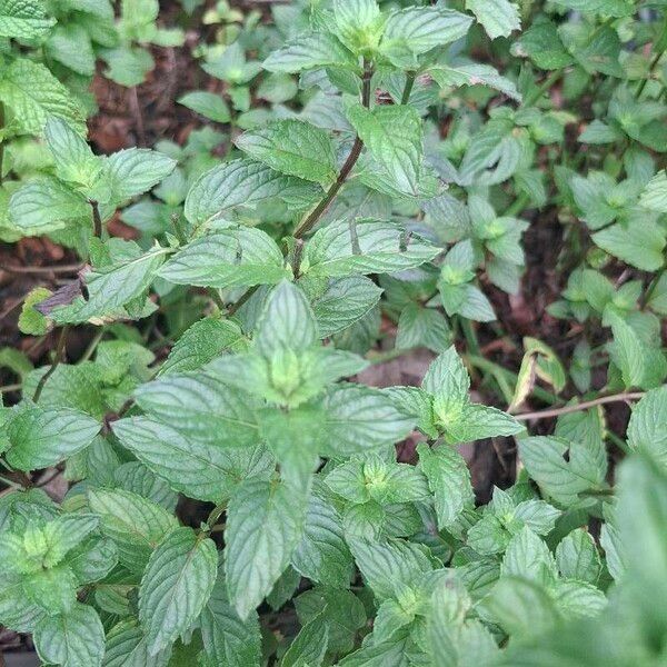 Peppermint (Mentha × piperita)
