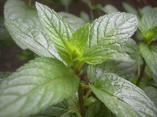 Peppermint: A peppermint flower pot on the terrace in New Belgrade, Serbia. Picture was taken with an amateur photo-camera, but by a skilled photographer. It used Macro mod
