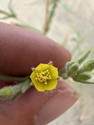 Whitestem blazingstar (Mentzelia albicaulis)