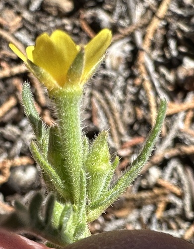 Whitestem blazingstar (Mentzelia albicaulis)