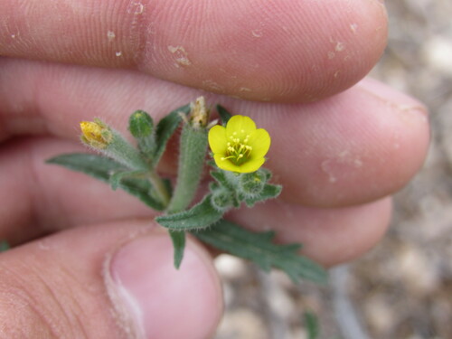 Whitestem blazingstar (Mentzelia albicaulis)