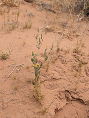 Whitestem blazingstar (Mentzelia albicaulis)