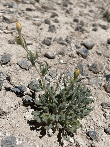 Pioche stickleaf (Mentzelia argillicola)