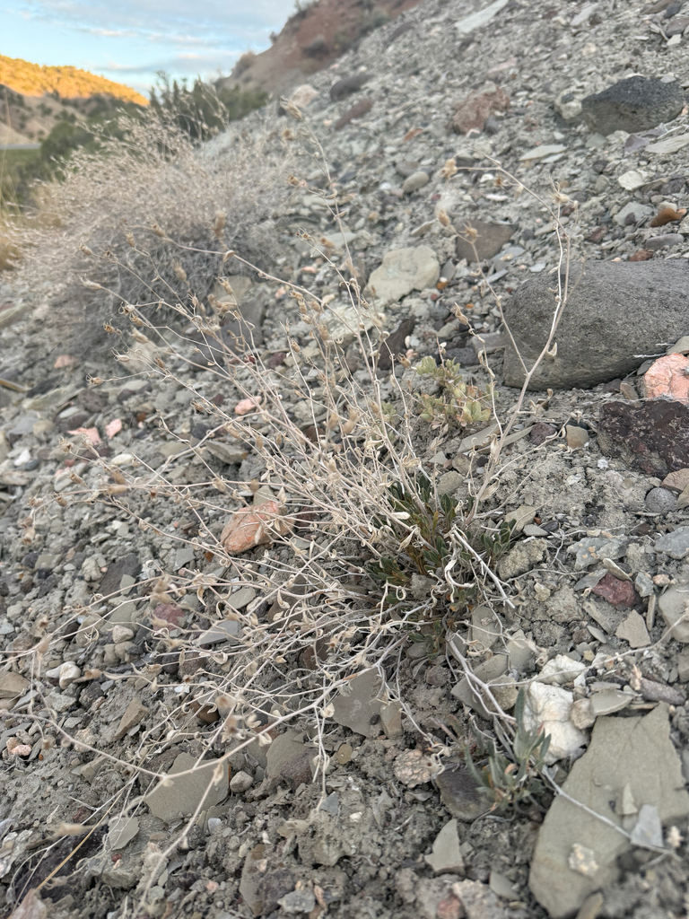 Arapien blazingstar (Mentzelia argillosa)