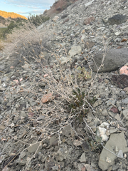 Arapien blazingstar (Mentzelia argillosa)
