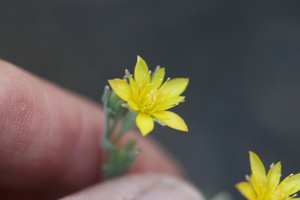 Sunset Crater blazingstar (Mentzelia collomiae)