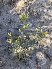 Rio Chama blazingstar (Mentzelia conspicua)