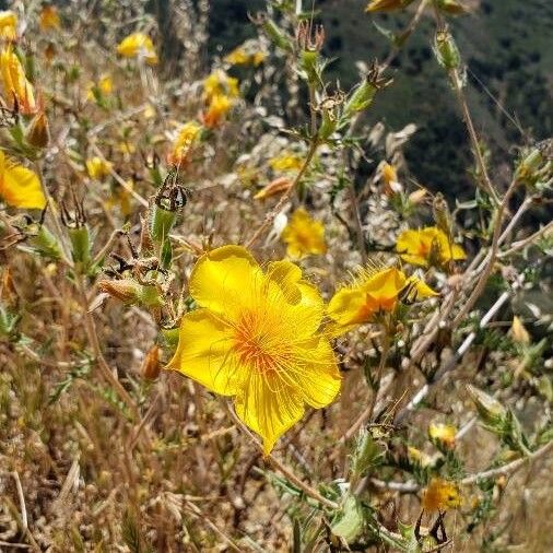 Sierra blazingstar (Mentzelia crocea)