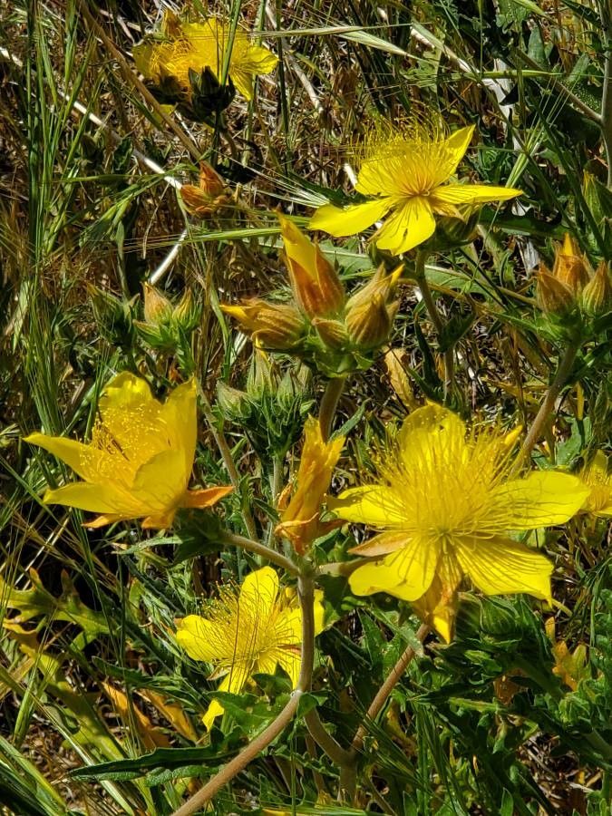 Sierra blazingstar (Mentzelia crocea)