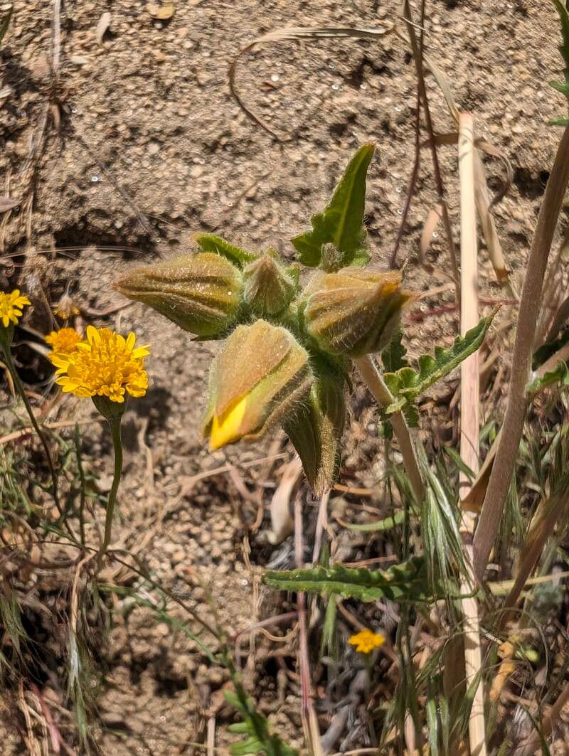 Sierra blazingstar (Mentzelia crocea)