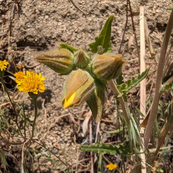 Sierra blazingstar (Mentzelia crocea)