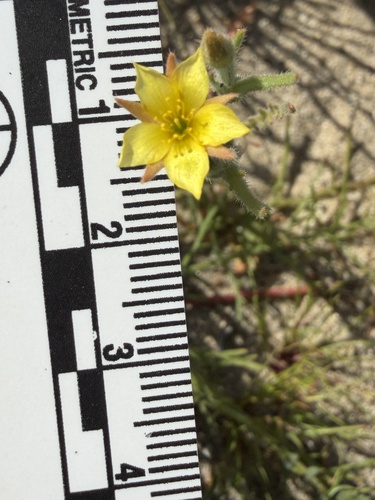 Desert blazingstar (Mentzelia desertorum)
