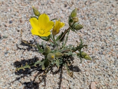 Pinyon blazingstar (Mentzelia eremophila)