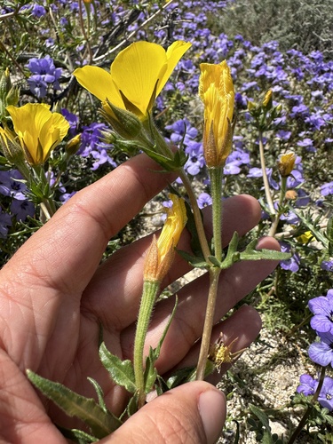 Pinyon blazingstar (Mentzelia eremophila)