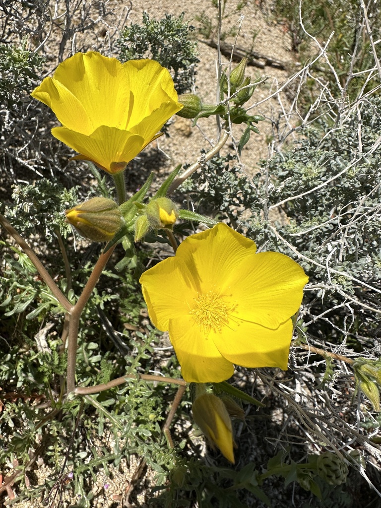 Pinyon blazingstar (Mentzelia eremophila)