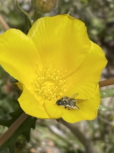 Pinyon blazingstar (Mentzelia eremophila)