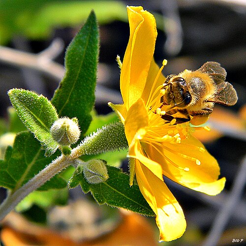 Poorman's patch: Near the beach at Juno, I found a small cluster of Poorman's-patch (Mentzelia floridana) blooming. Honey bees found them too! Juno Dunes Natural Area, East trai