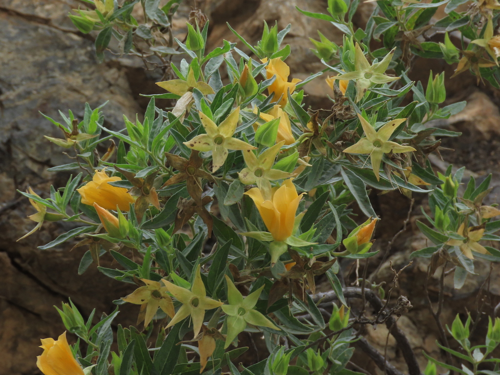 Mentzelia heterosepala (Mentzelia heterosepala)