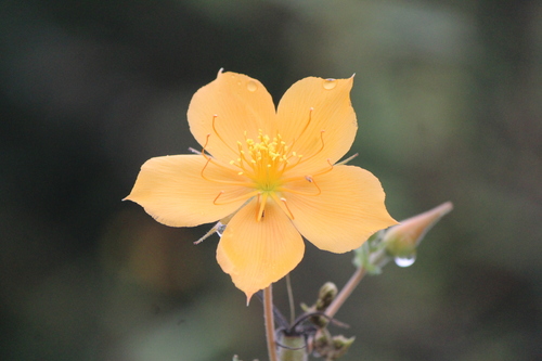 Mentzelia hispida (Mentzelia hispida)