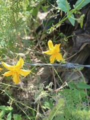 Mentzelia hispida (Mentzelia hispida)