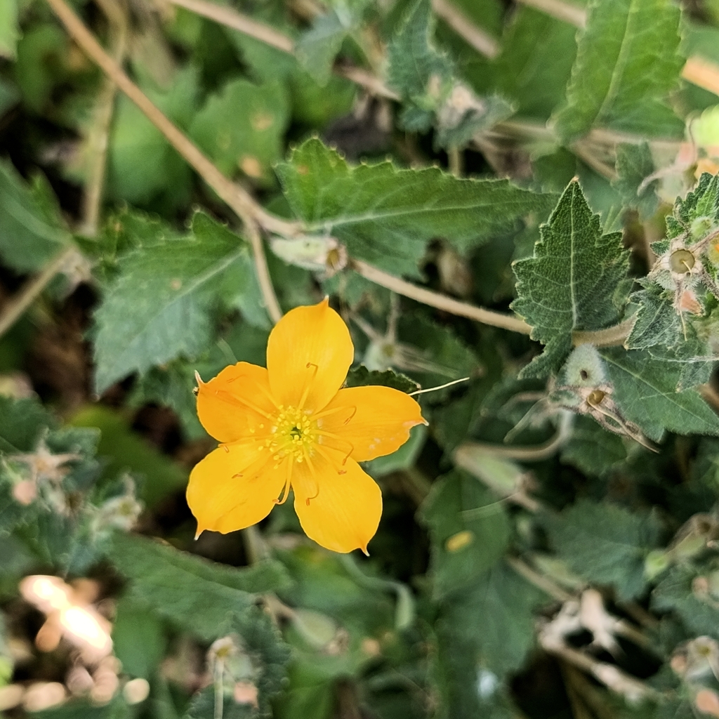 Mentzelia hispida (Mentzelia hispida)