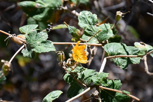 Mentzelia hispida (Mentzelia hispida)