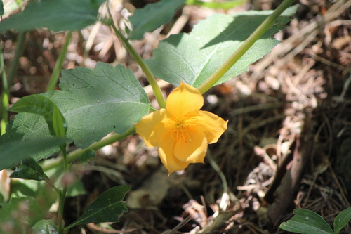 Mentzelia hispida (Mentzelia hispida)
