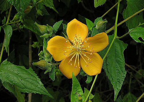 Mentzelia hispida: A vine native to southern Mexico and Guatemala. Local names such as Pegajoso Dorado refer to its burr seeds. Photo from Rio Dulce, Oaxaca, Mexico. In context at