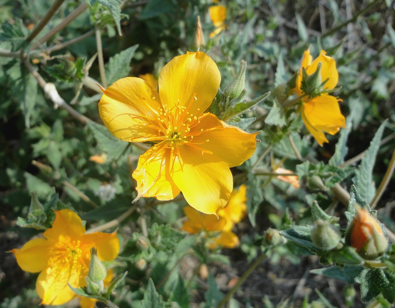 Mentzelia hispida: Mentzelia hispida (Loasaceae). Pega ropa o zazálic.