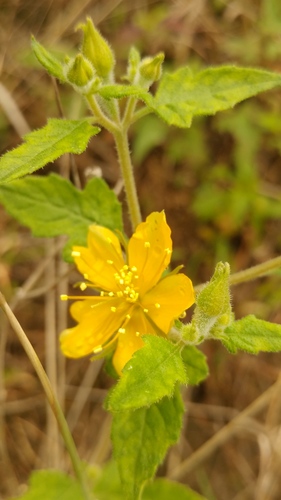 Mentzelia hispida (Mentzelia hispida)