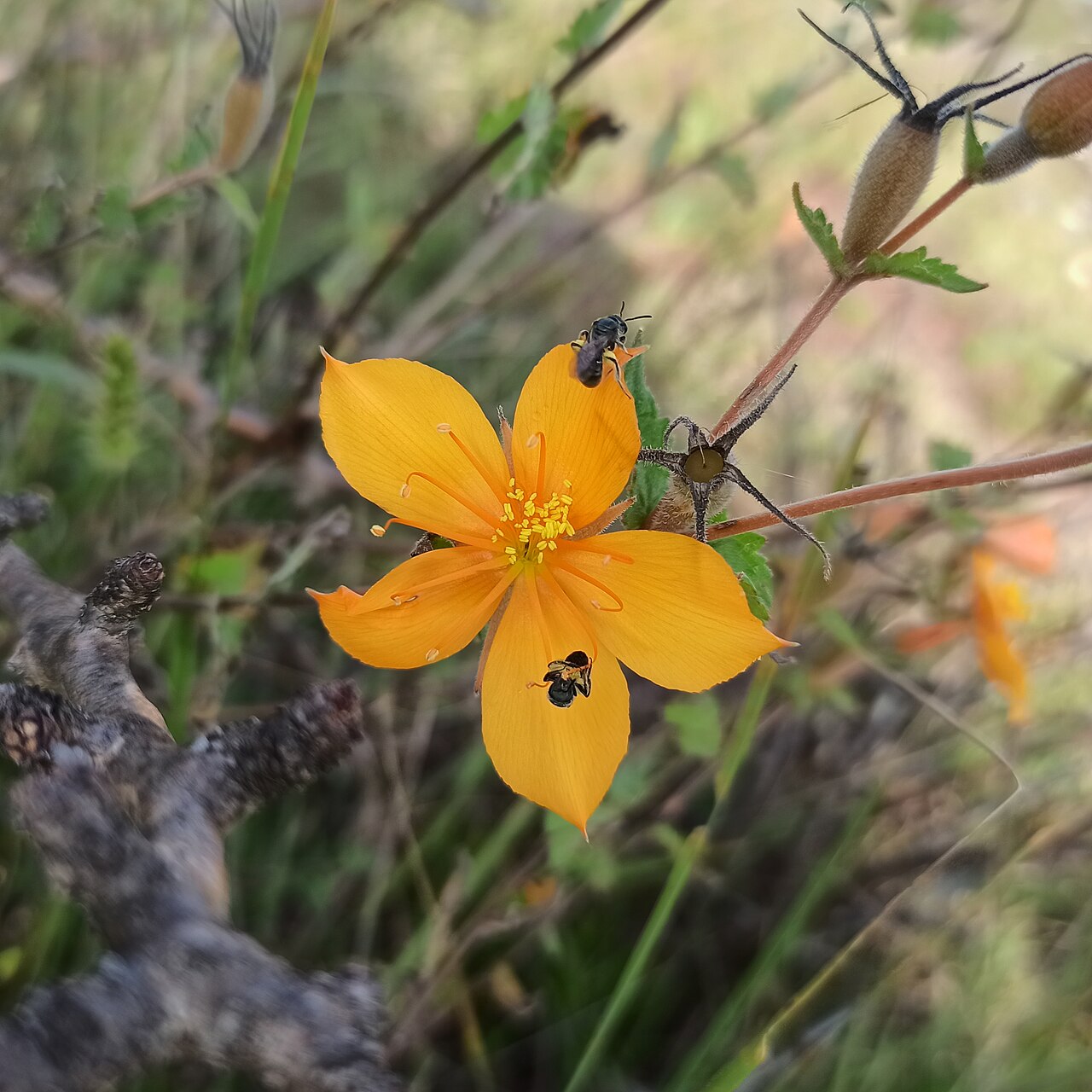 Mentzelia hispida: Mentzelia hispida (Familia: Loasaceae). Nombres comunes: pega ropa, zazalic, zazale, pegajoso, pegajosa, pega ropa amarilla, sasele y zazálic, huitzutz-mayi-tic