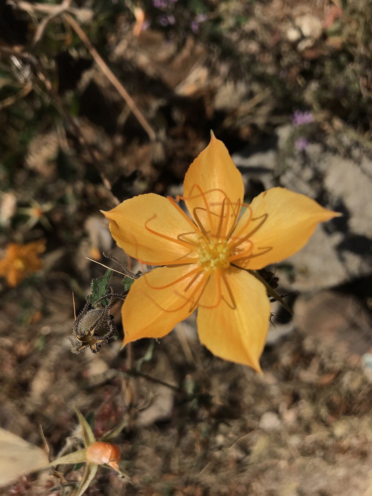 Mentzelia hispida: Mentzelia hispida in Oaxaca, Mexico