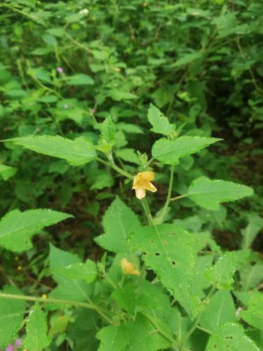Mentzelia hispida (Mentzelia hispida)