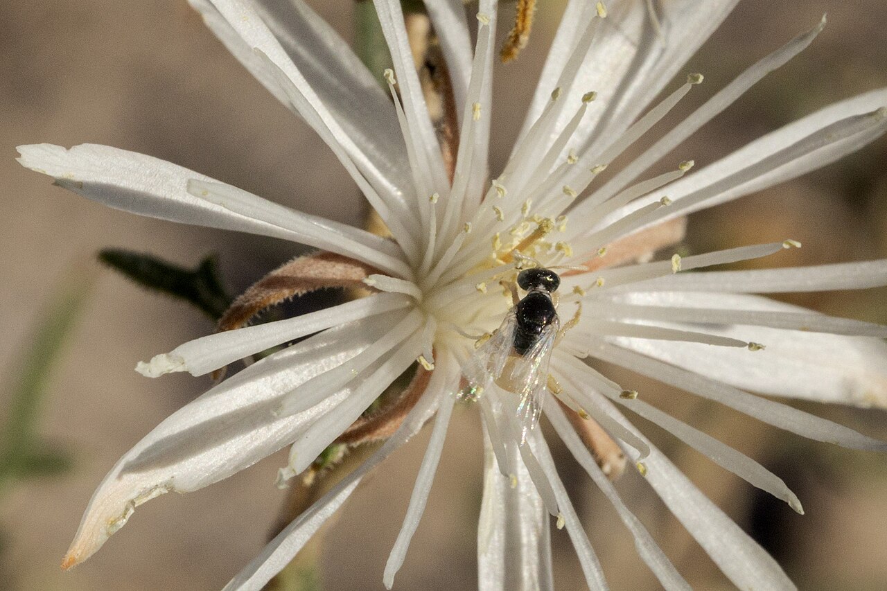 Gypsum blazingstar: Perdita mentzeliarum on Mentzelia humilis humilis, Yeso Hills, upper North Hay Hollow, 32.0113 -104.4476, Eddy County, New Mexico, 26 Sep 2021.