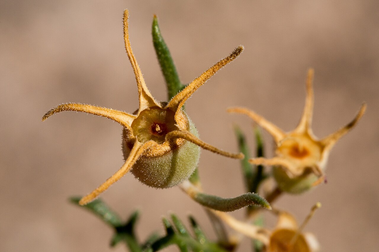 Gypsum blazingstar: Mentzelia humilis var. humilis , Alkali Lakes ACEC, northeast of Dell City, 32.020 -105.039, Otero County, New Mexico, 21 Oct 2014.