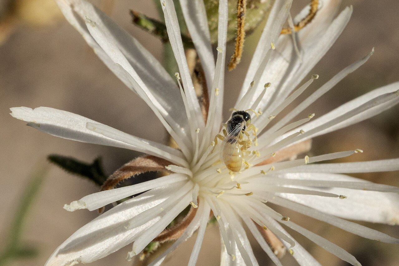 Gypsum blazingstar: Perdita mentzeliarum on Mentzelia humilis humilis, Yeso Hills, upper North Hay Hollow, 32.0113 -104.4476, Eddy County, New Mexico, 26 Sep 2021.