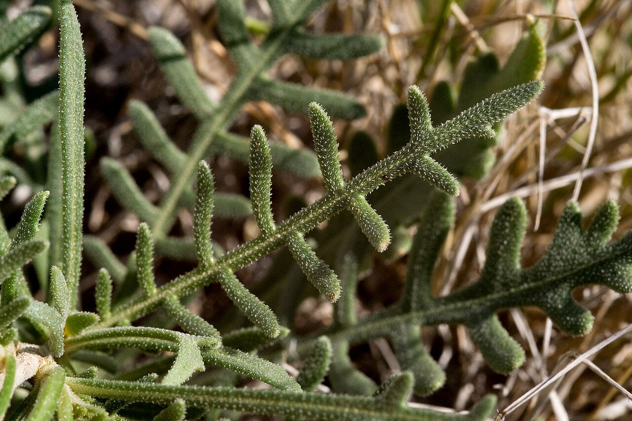Gypsum blazingstar: Mentzelia humilis var. humilis , Alkali Lakes ACEC, northeast of Dell City, 32.020 -105.039, Otero County, New Mexico, 21 Oct 2014.