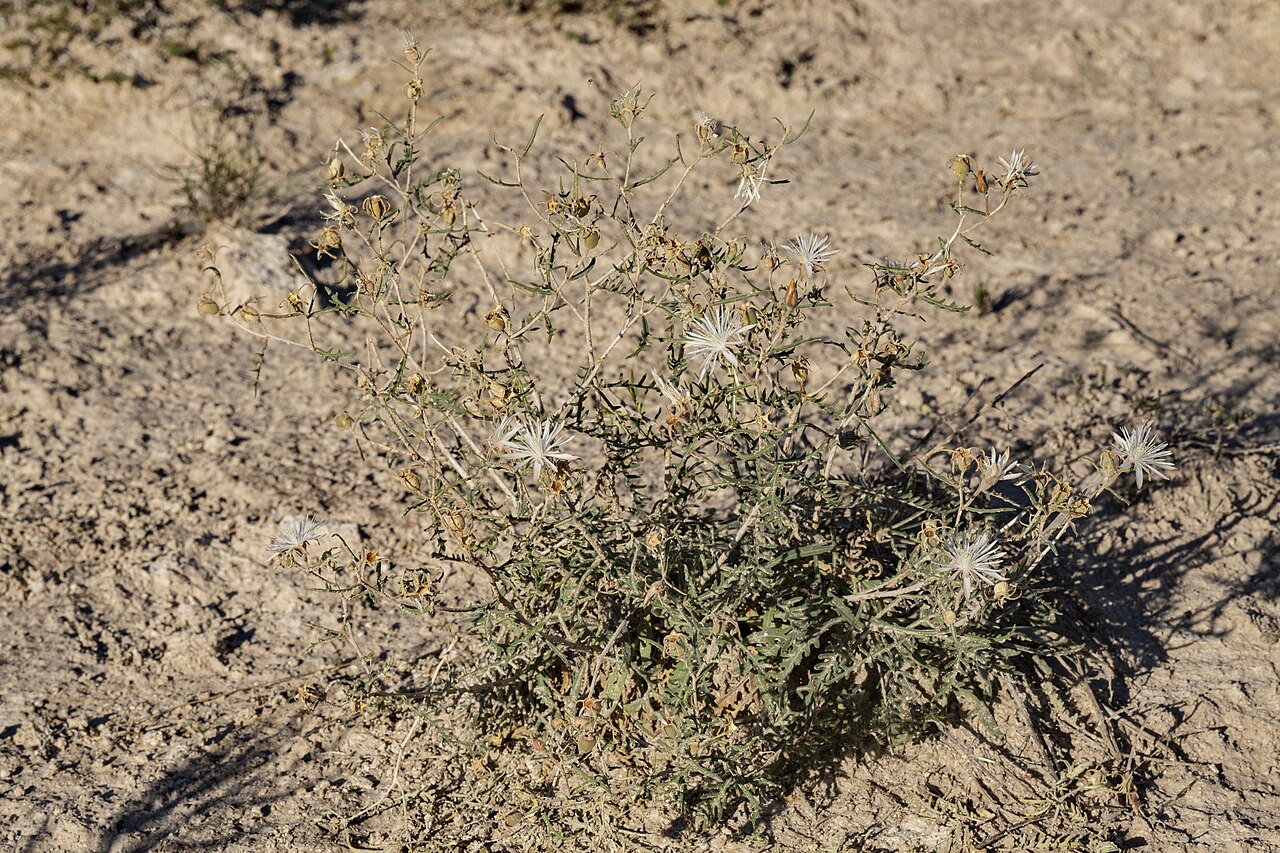 Gypsum blazingstar: Mentzelia humilis humilis, Yeso Hills, upper North Hay Hollow, 32.0113 -104.4476, Eddy County, New Mexico, 26 Sep 2021.